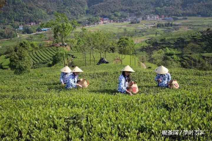 福鼎白茶的等级是如何划分的