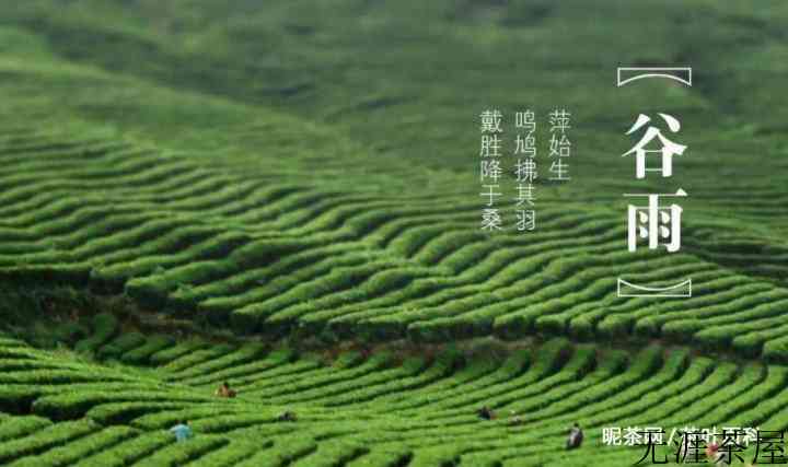 谷雨茶的功效与作用