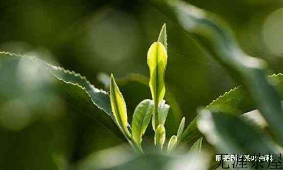 祁门红茶的制作工艺介绍