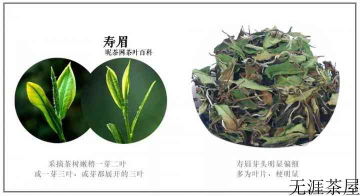 白茶是什么茶？