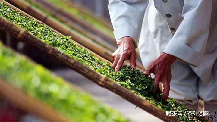 白茶是什么茶？