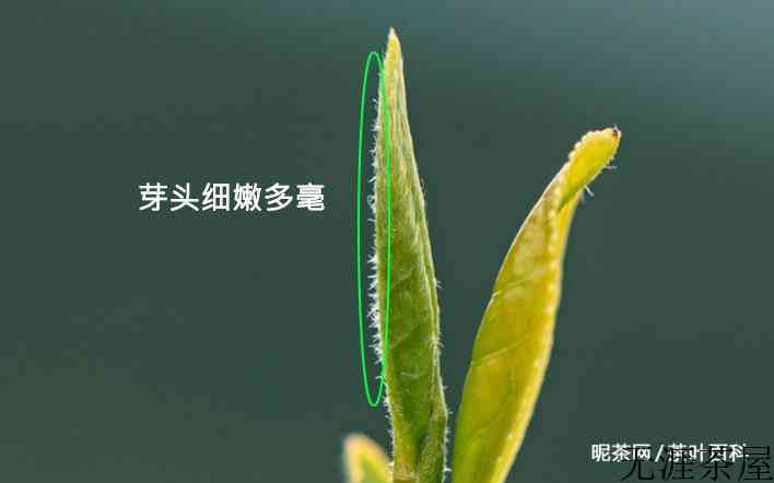 茶叶上的毛毛是什么？
