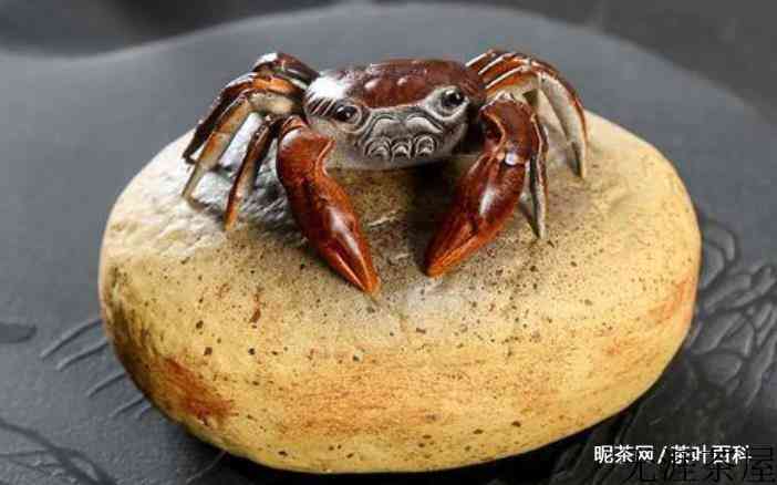 什么是茶宠