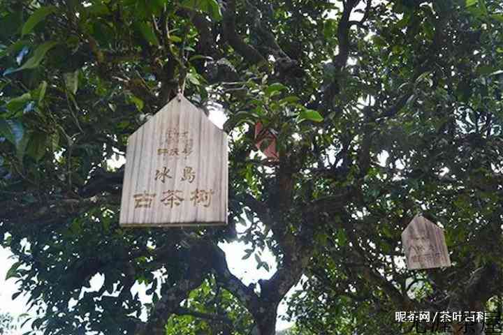 茶是用来喝的，不是用来炒的