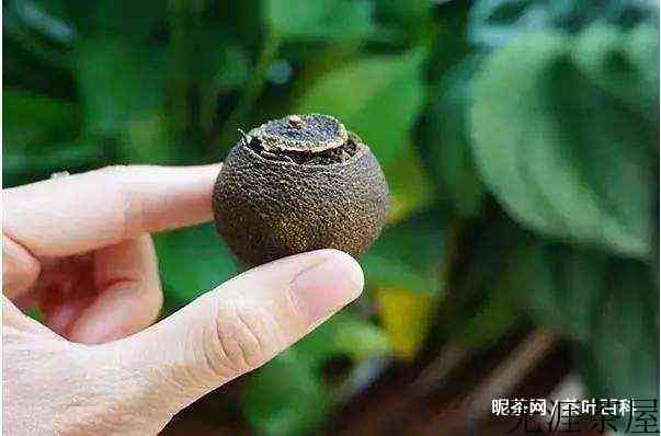 小青柑普洱茶里面用的是什么茶？