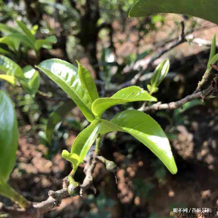 普洱茶四大产区