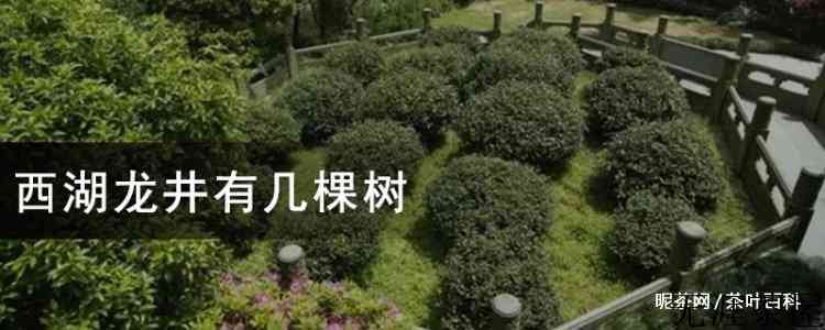 西湖龙井有几棵树