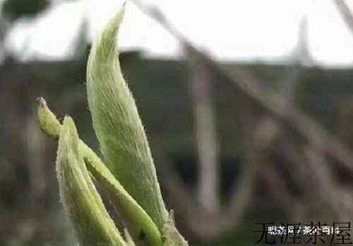 茶叶身上的小茸毛那么多，是不是不好