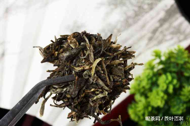 普洱茶生茶和熟茶哪种好