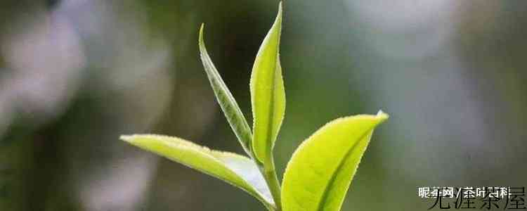 明前茶和明后茶有什么区别