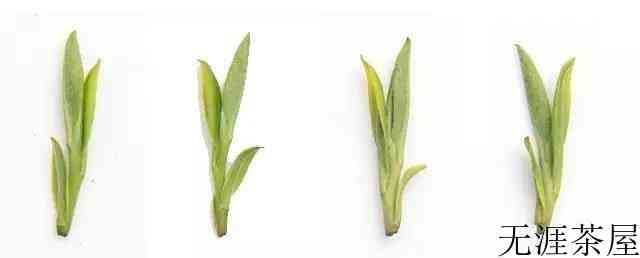 明前茶和明后茶有什么区别