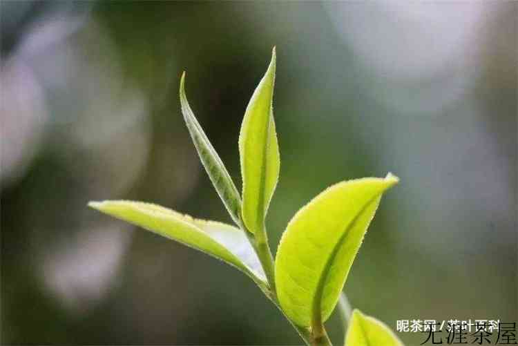 明前茶贵如金什么意思