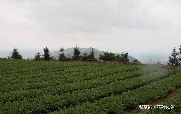 兰花香铁观音是什么茶
