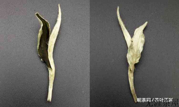 普洱白茶的功效与作用