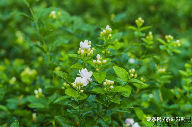 茉莉花茶算绿茶吗