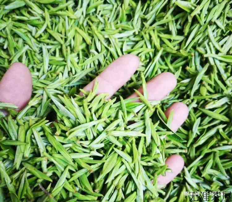 新茶已上市，学会这几招辨别黄山毛峰翻新茶