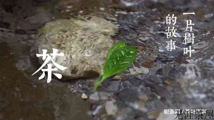 生普洱茶的作用