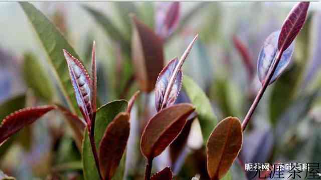 你喝过紫色的茶吗，爱茶的人称他为茶中紫霞仙子