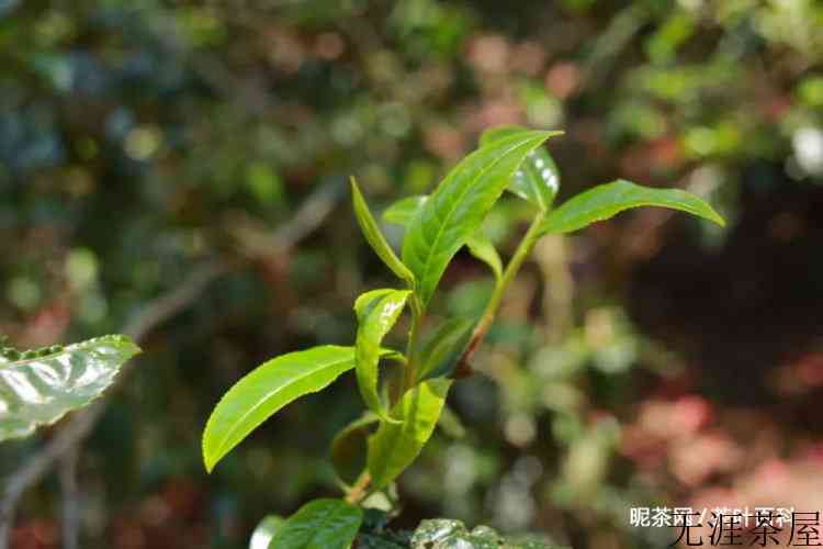 你相信越陈越香吗？为什么总有人说普洱茶水很深