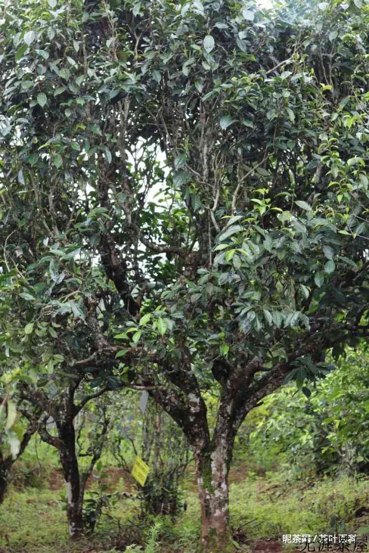 你相信越陈越香吗？为什么总有人说普洱茶水很深