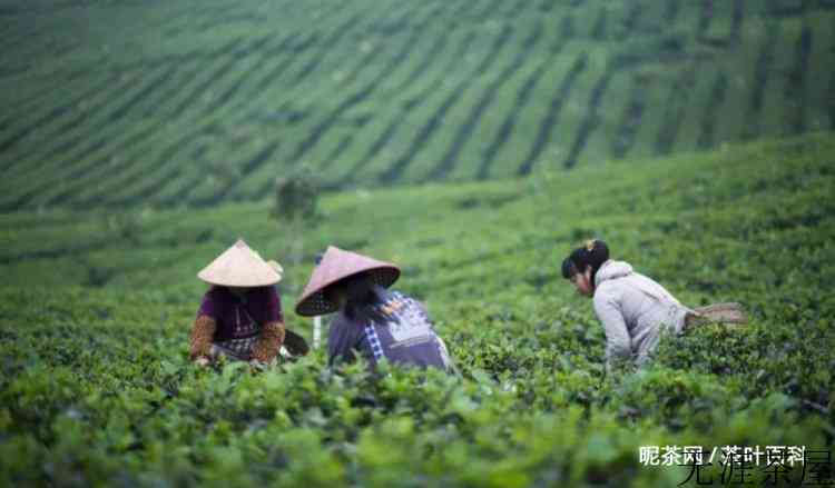喝茶最大的智慧：不会喝茶
