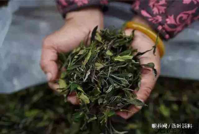 福鼎白茶散茶也会做旧？ 这三个步骤教你立马辨别