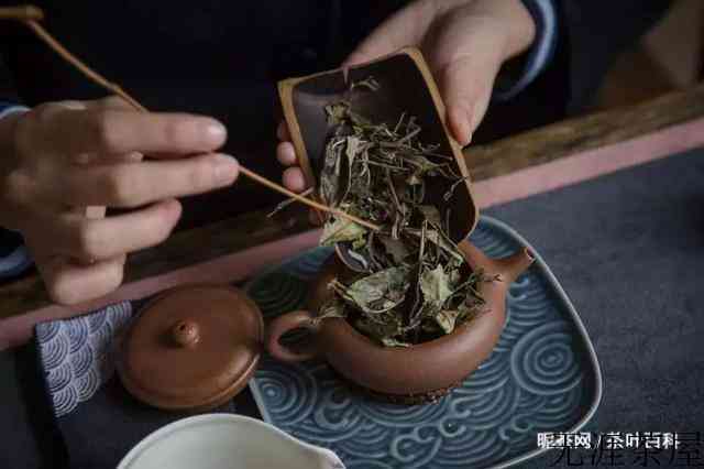 福鼎白茶散茶也会做旧？ 这三个步骤教你立马辨别