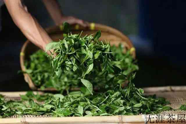 福鼎白茶散茶也会做旧？ 这三个步骤教你立马辨别