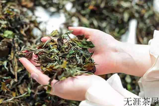 福鼎白茶散茶也会做旧？ 这三个步骤教你立马辨别