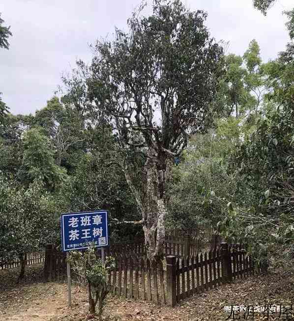 准备喝普洱，你需要先知道普洱茶的这些基本知识，避免入坑