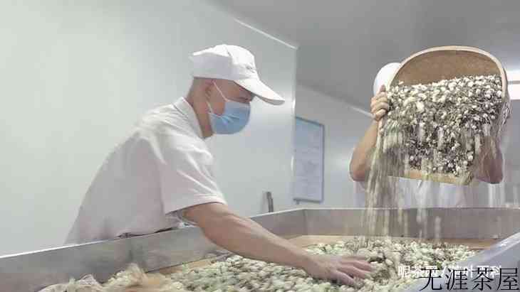 茉莉花茶的功效与作用及食用方法