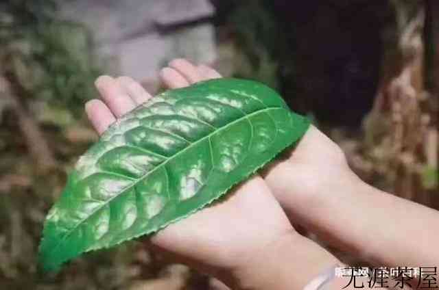 茶苦如生活，有苦有涩，有时清淡如绿茶，有时甘甜如普洱