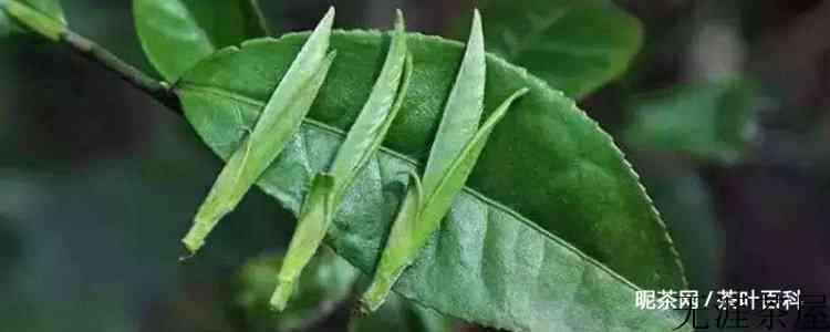 春茶只有绿茶？这几个误区要小心了，值得收藏