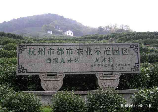说点小秘密，西湖龙井从几百元到上万元，差距在哪儿
