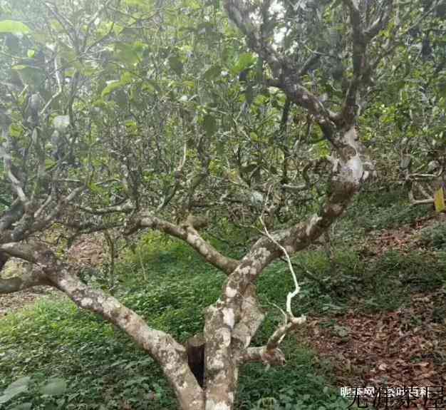 普洱茶为什么有樟香气味，真相源于樟树林