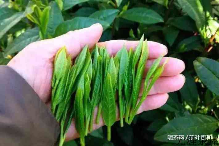 太平猴魁红茶还是绿茶