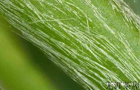 红茶里面有黄绒是什么