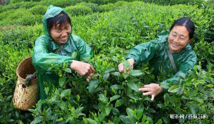 太平猴魁是啥茶