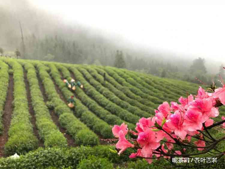 读懂一杯春茶，喝茶明明白白