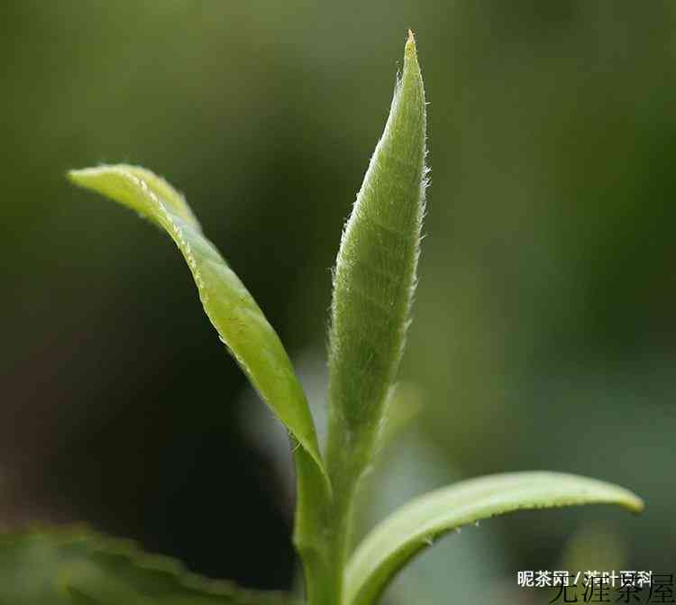 读懂一杯春茶，喝茶明明白白