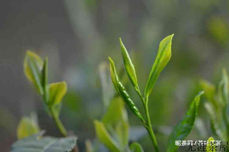 读懂一杯春茶，喝茶明明白白