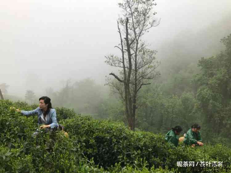 读懂一杯春茶，喝茶明明白白