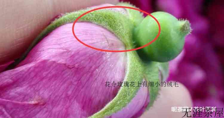 怎么区分月季花茶和玫瑰花茶