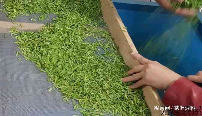 信阳毛尖的制作过程