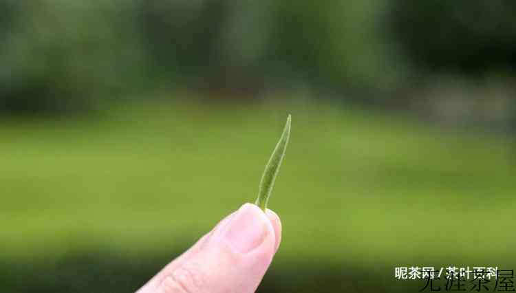 新的一年明前茶到了，五分钟读带你读懂明前茶