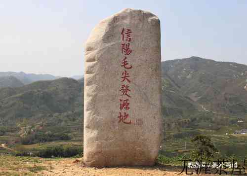 信阳毛尖品质特征