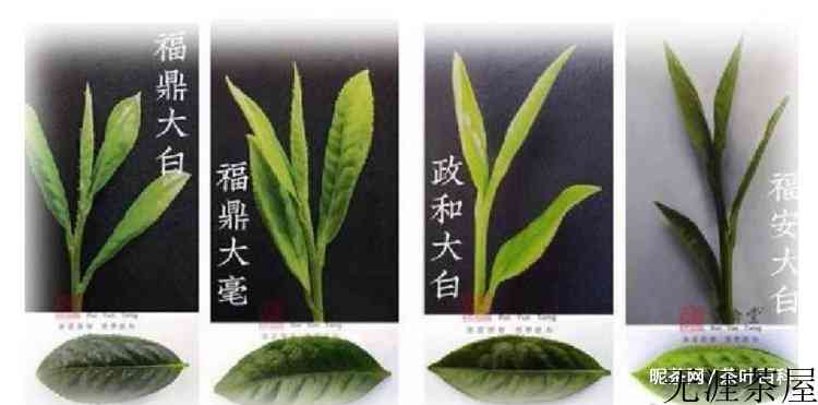 白茶属于什么茶种