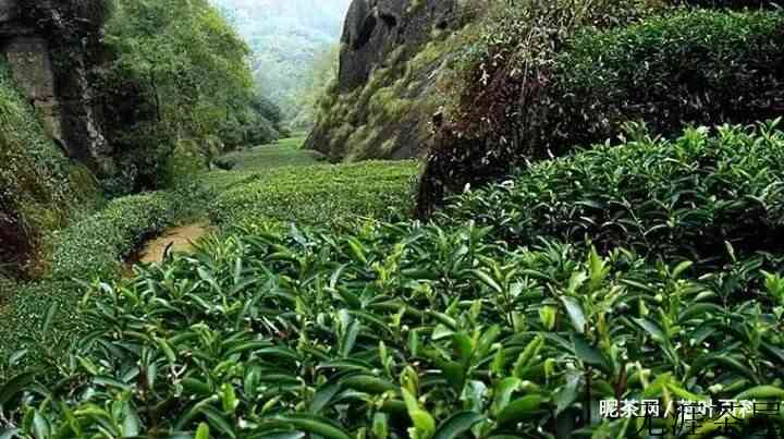 正山小种是哪个地方的茶