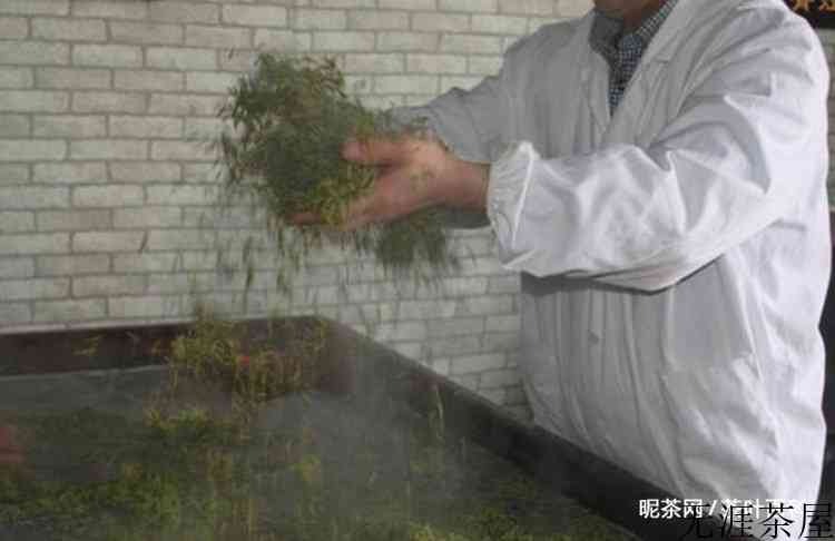 恩施玉露最后一道工序