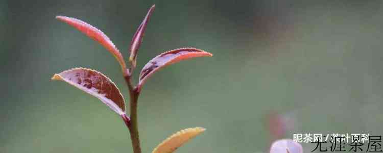 紫鹃茶功效
